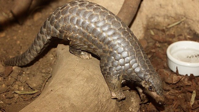 Estudio vuelve a apuntar al pangolín como fuente del coronavirus