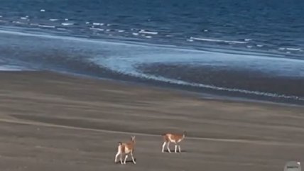 Guanacos bajaron a la playa en Argentina