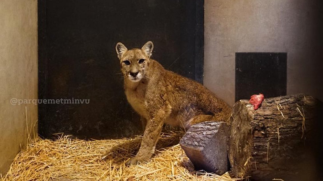 La puma rescatada en Chicureo presenta múltiples lesiones