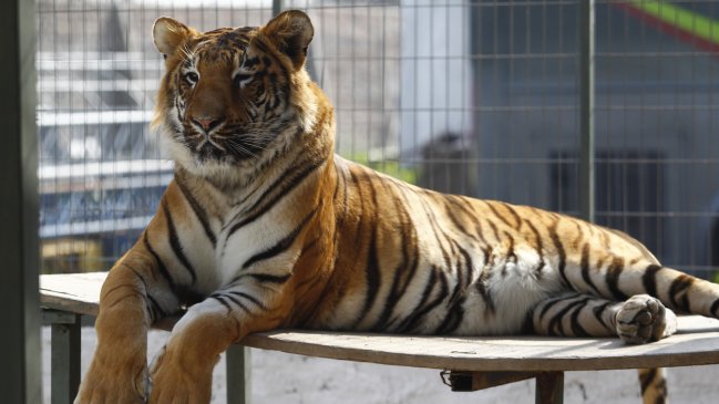 Tigre de un zoológico de Nueva York dio positivo por coronavirus