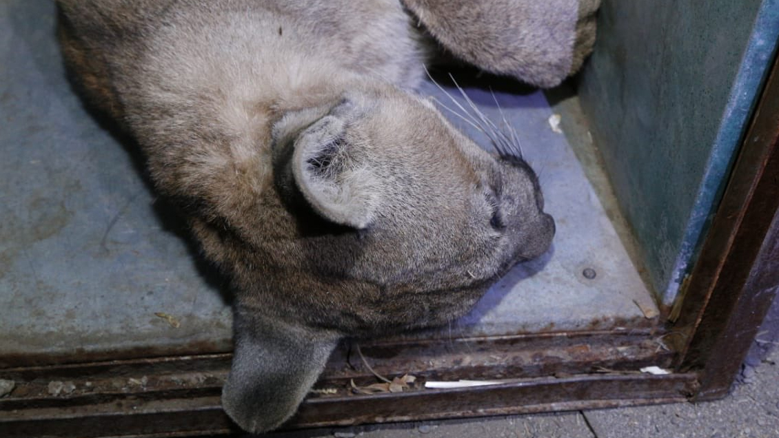 Capturan a nuevo puma que fue visto deambulando en Colina