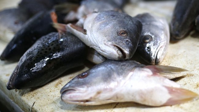 Semana Santa en Ñuble: Instalarán terminal pesquero fuera del cordón sanitario