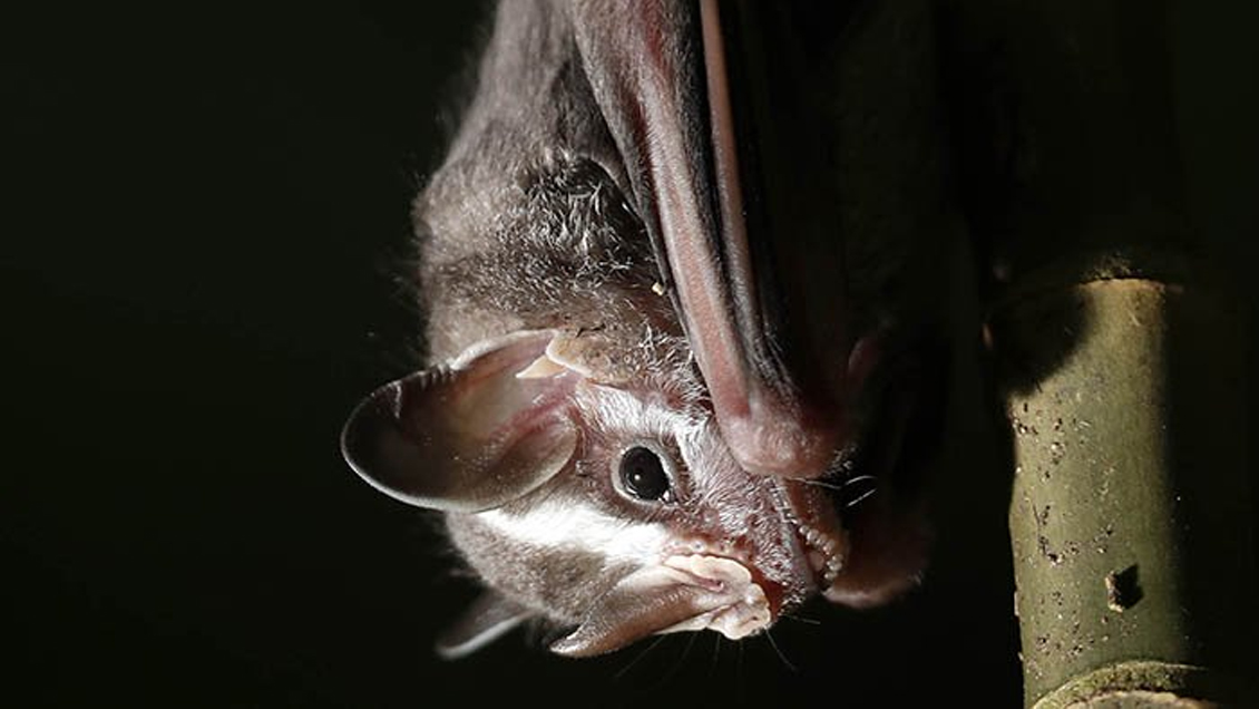 Los murciélagos, aliados de los humanos en el control de enfermedades