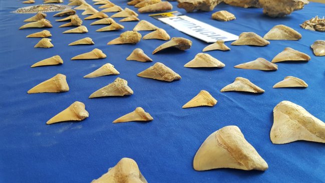 PDI incautó más de cinco mil fósiles que estaban escondidos en una cueva en Caldera