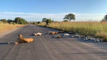  Leones durmieron siesta en carretera vacía por la cuarentena  