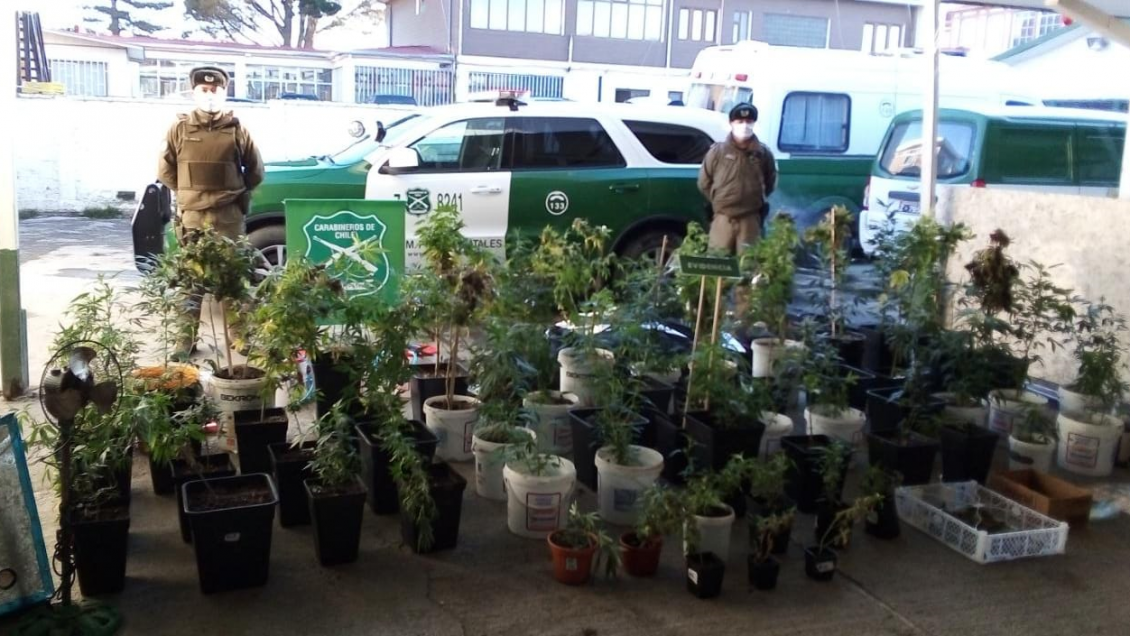 Amago de incendio dejó al descubierto cultivo de marihuana en Puerto Natales