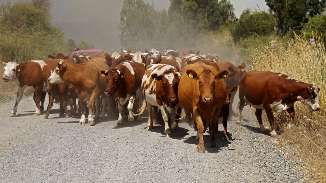 Ex ministro del Medio Ambiente y la crisis: Hay que repensar el consumo de carne