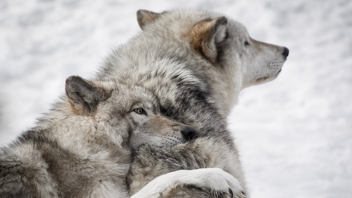 Avistan por primera vez en casi 100 años a un lobo gris en Francia: Se le creía extinto