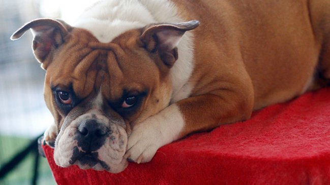 Mascotas en cuarentena: ¿Cómo aseguramos su bienestar?