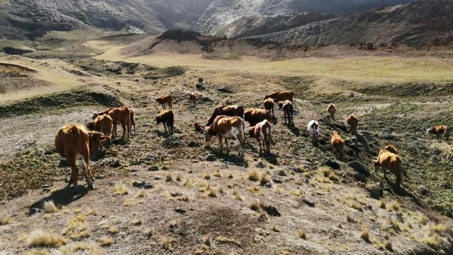 Preocupación en Juan Fernández por ganado enfermo y sin agua