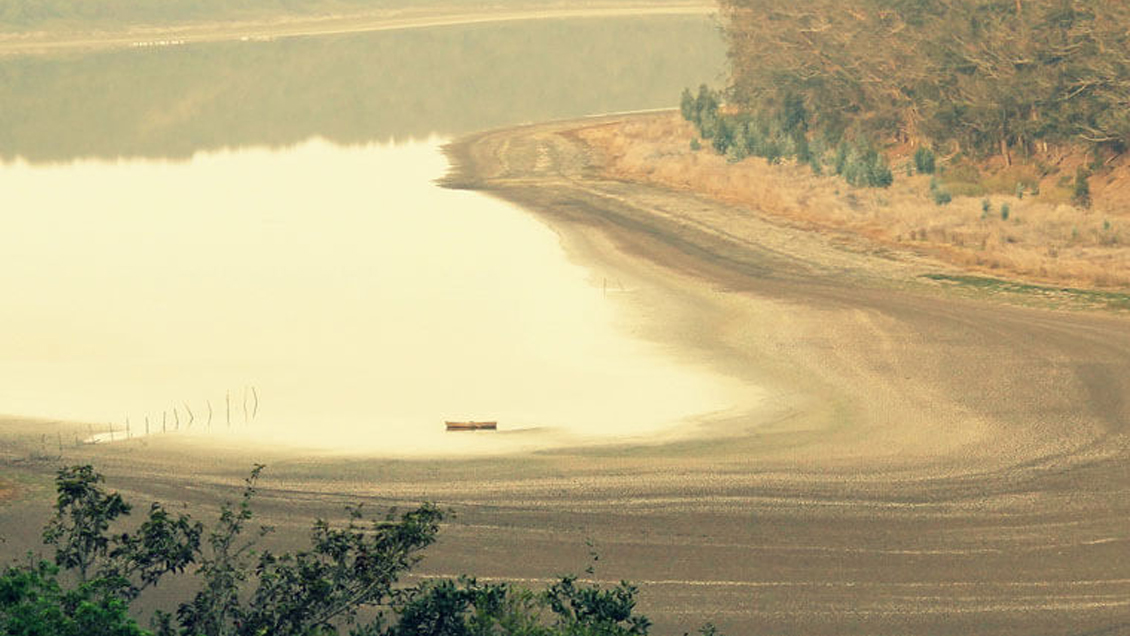 Plantaciones forestales han alterado el ciclo de nitrógeno en la costa de Chile más que el cambio climático