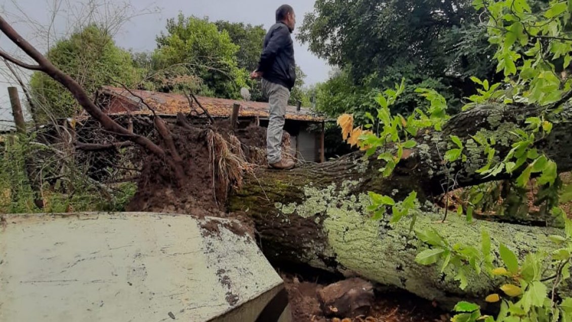 Un “tornado” arrasó con galpones, árboles y el tendido eléctrico en la comuna de Renaico
