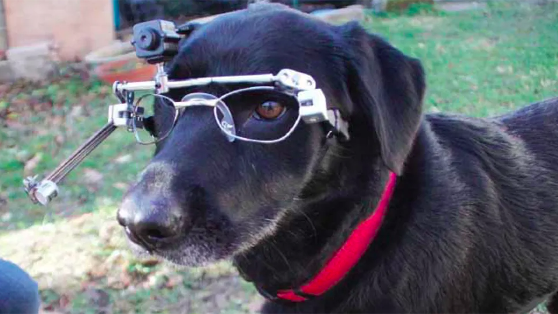 Perros filman las casas de sus dueños famosos en nuevo programa