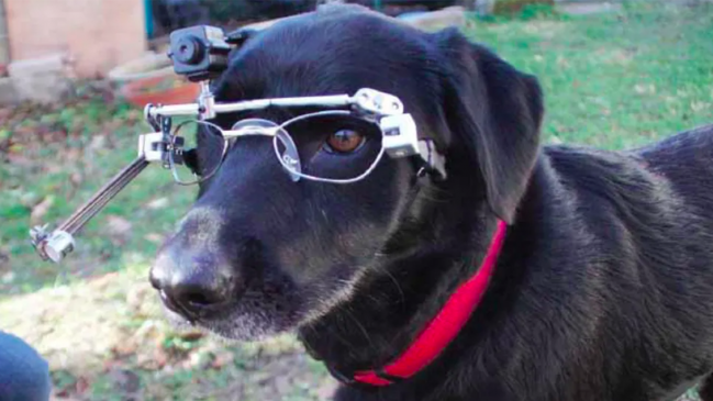 Perros filman las casas de sus dueños famosos en nuevo programa