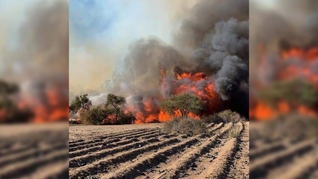 Alerta roja por incendio forestal que amenaza a viviendas en San Pedro de Melipilla