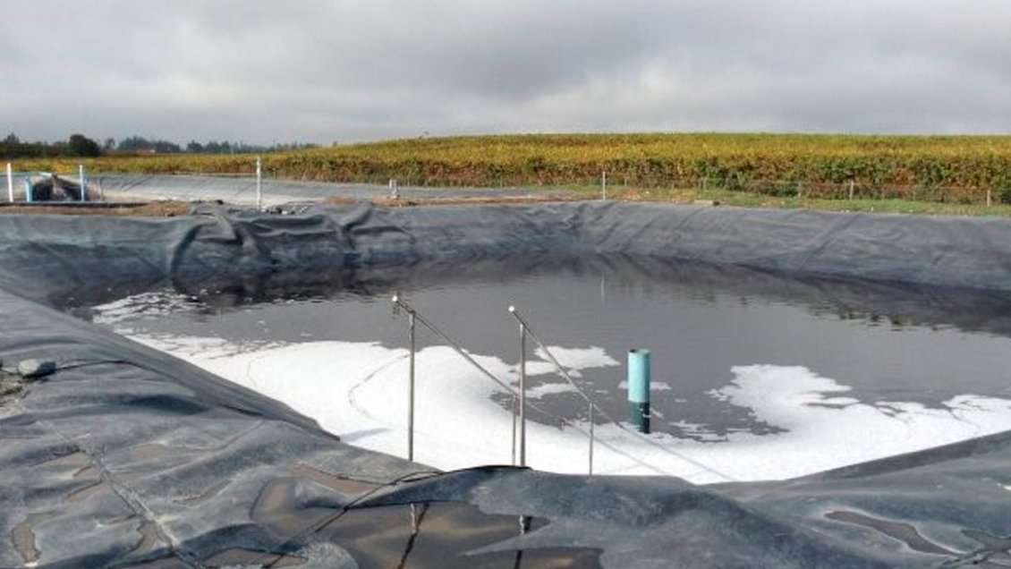 Coliformes fecales y acumulación de lodos: SMA formuló cargos contra Viña San Pedro de Molina