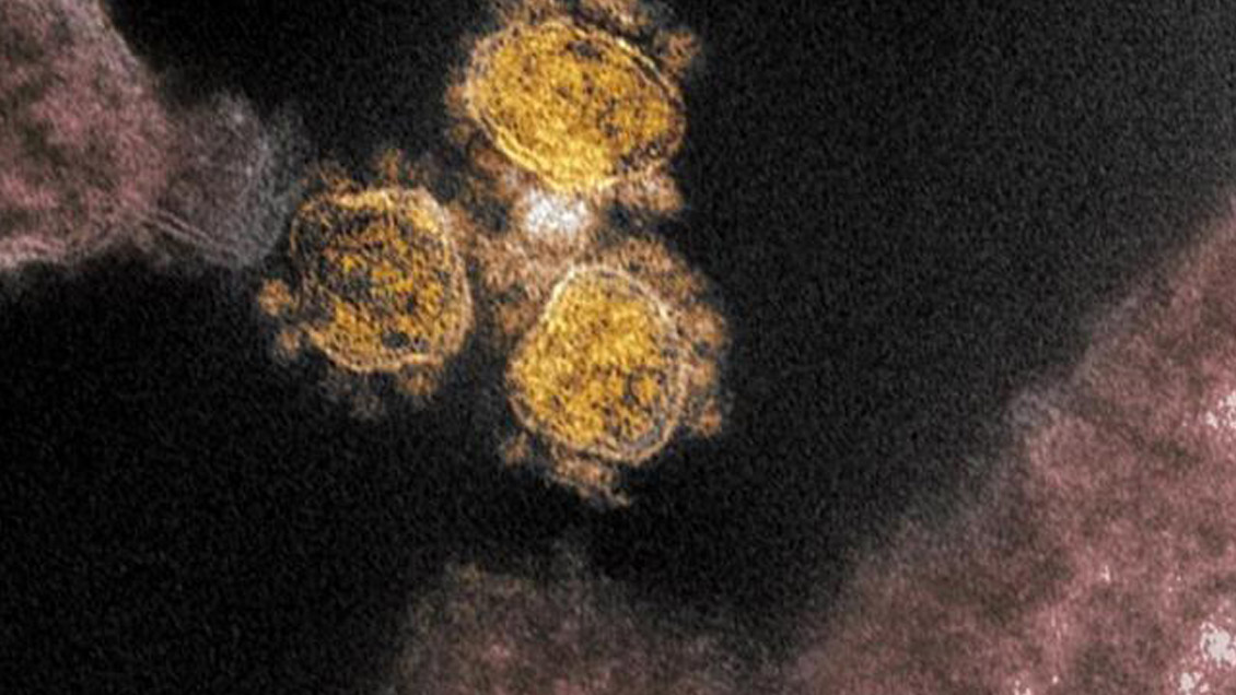 OMS confirma origen animal del coronavirus y refuta teorías sobre creación en laboratorio