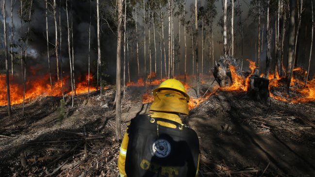 Alerta Roja para la provincia de Marga Marga por incendio forestal cercano a viviendas