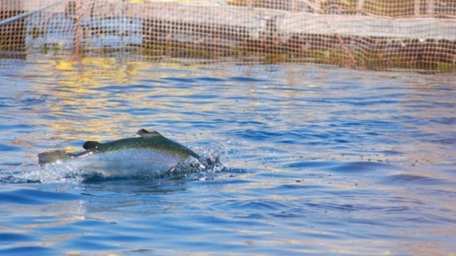 Investigan brote de virus ISA en centro de cultivo de salmones en Aysén
