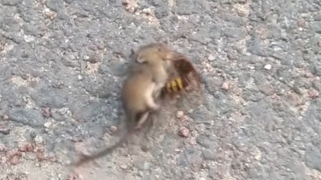 Video muestra el feroz ataque del 