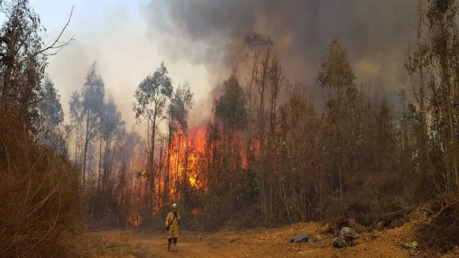 Más de 80 hectáreas consume incendio forestal en la zona alta de Valparaíso