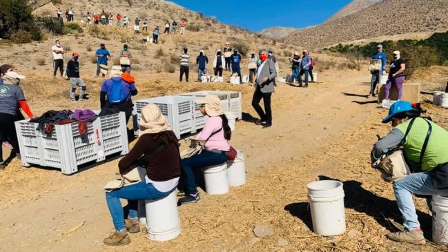 Vicuña endurece medidas contra el Covid-19