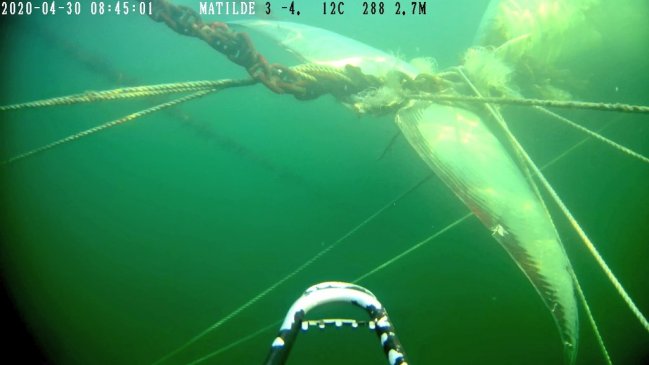 Fiscalía no descarta participación humana en muerte de ballena en centro salmonero de Aysén