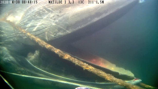 Sernapesca denunció muerte de ballena en centro de cultivo de salmones