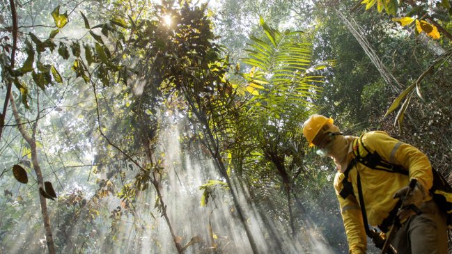 El mundo ha perdido 178 millones de hectáreas de bosque desde 1990, según FAO  