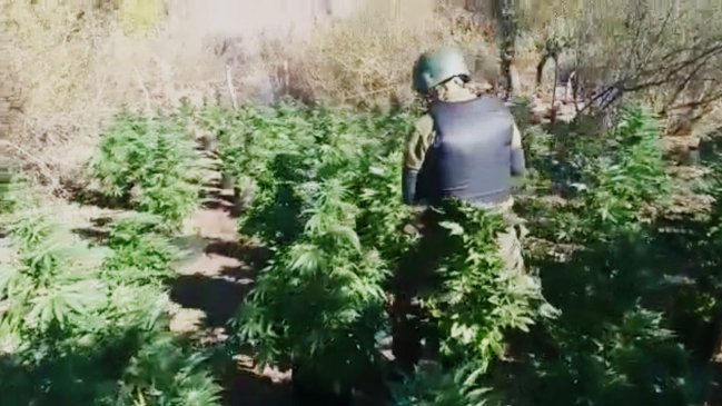 Carabineros incautó más de un millón de dosis de marihuana en Los Vilos