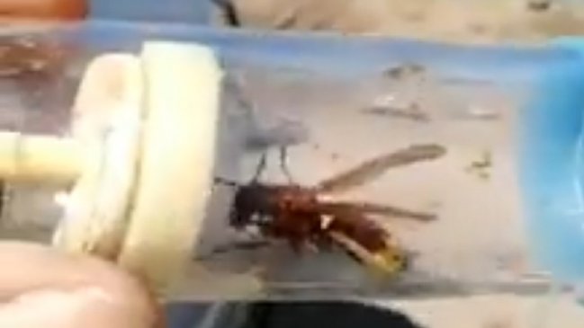 SAG descartó presencia en Chile del 