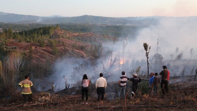 Investigan origen de incendio forestal que puso en riesgo a viviendas en Trehuaco