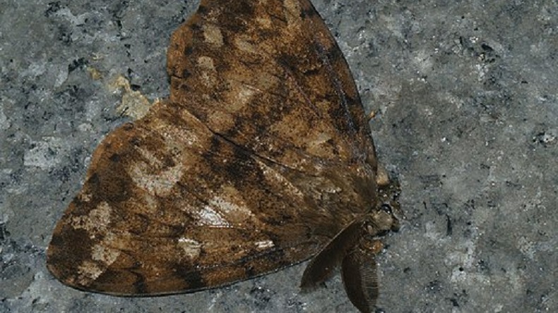 Polillas gitanas: Tras el 