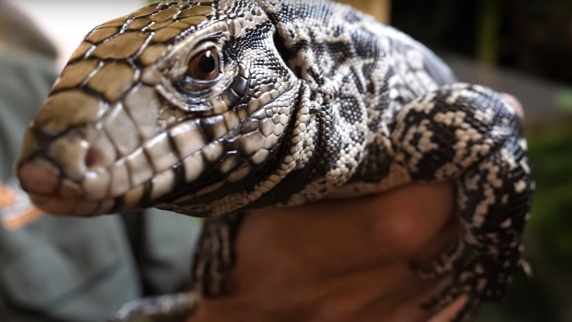 Alerta por invasión de lagartos sudamericanos en EEUU: 