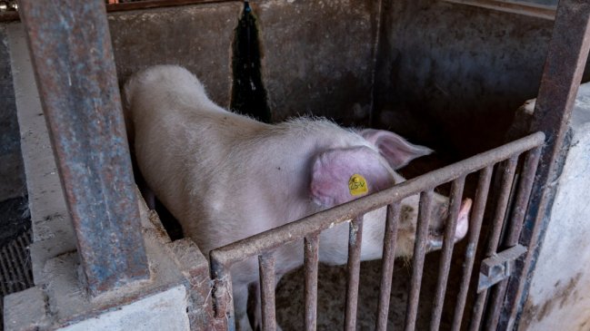 Autoridades de Ñuble confirmaron el cierre definitivo de plantel de cerdos en Coihueco