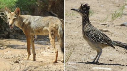 Coyote persiguió a correcaminos en la vida real