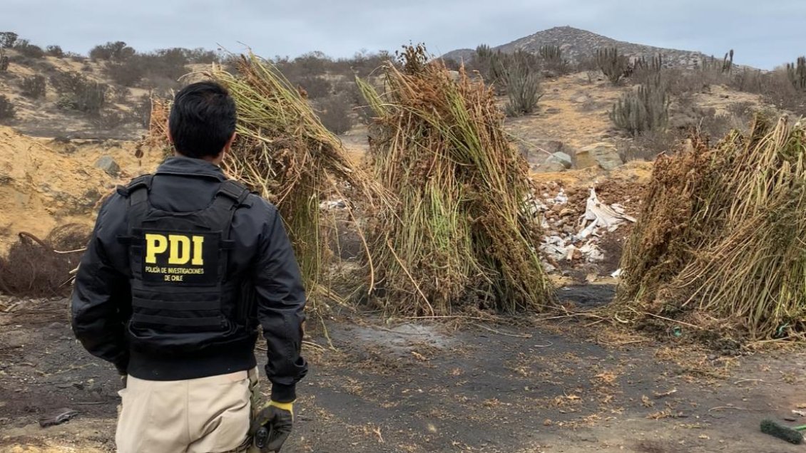 PDI decomisó 460 kilos de marihuana en Tongoy
