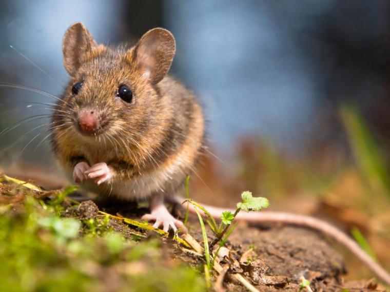 Estudio reveló que algunos animales identifican el ritmo de las canciones