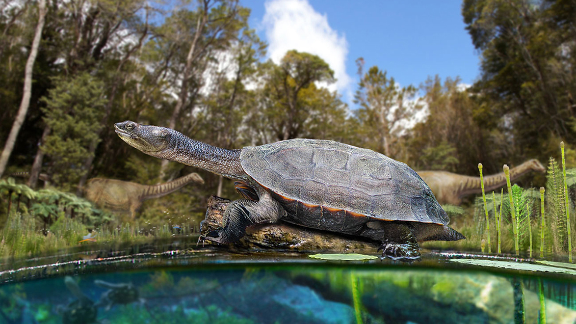 Científicos descubren tortuga de agua dulce que habitó Chile en la era de los dinosaurios