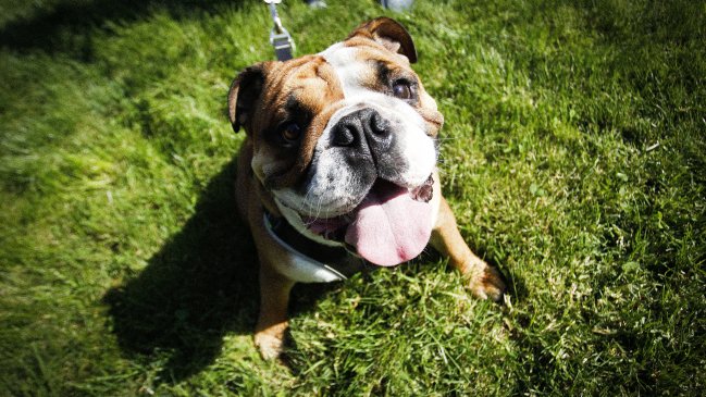 Estafa en redes sociales: Sujetos regalan perros de raza para robar dinero a las víctimas