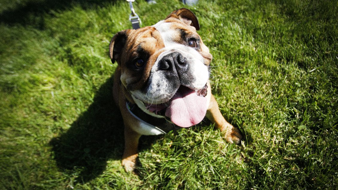 Estafa en redes sociales: Sujetos regalan perros de raza para robar dinero a las víctimas