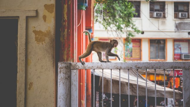 Monos se robaron muestras de coronavirus y huyeron en India