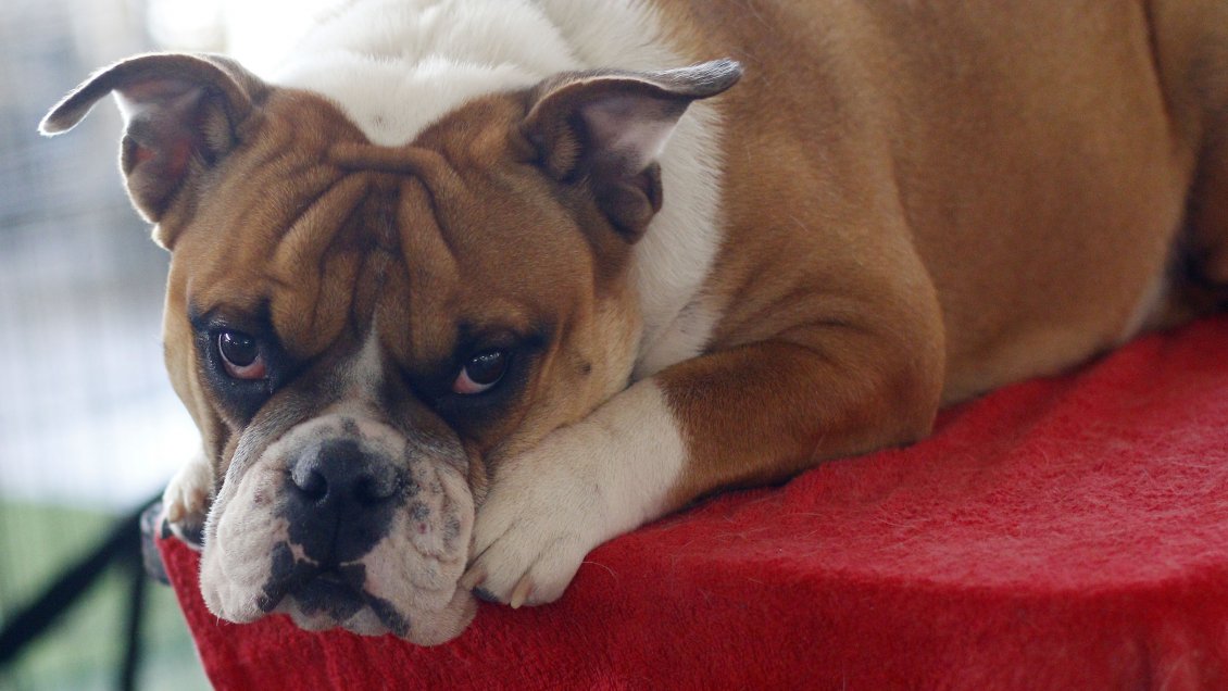 China prohibió criar perros para consumo humano al no considerarlos ganado