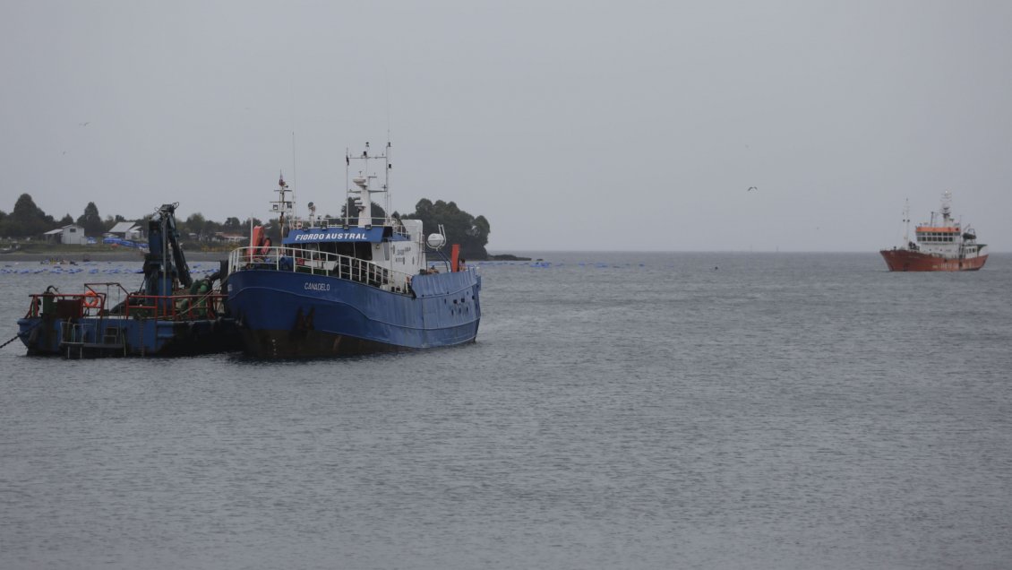 Trabajadores de la industria del chorito dieron positivo por Covid-19 en Chiloé