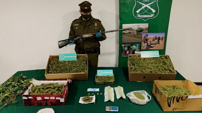 Carabineros incautó 11 mil dosis de marihuana y armamento en Salamanca