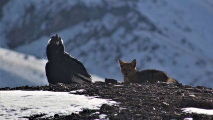 Un cóndor y un zorro posaron en la cordillera de Los Andes