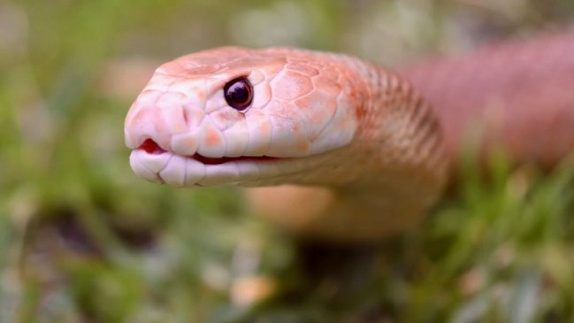 Récord mundial: Extraen el veneno de una serpiente capaz de matar a 100 personas