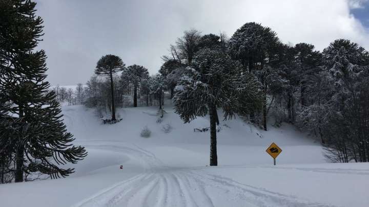 Habitantes de Lonquimay preocupados por mala cobertura telefónica en la zona