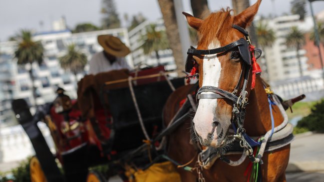 Concejal de Viña del Mar pidió que quienes votaron por eliminar las victorias donen comida a caballos