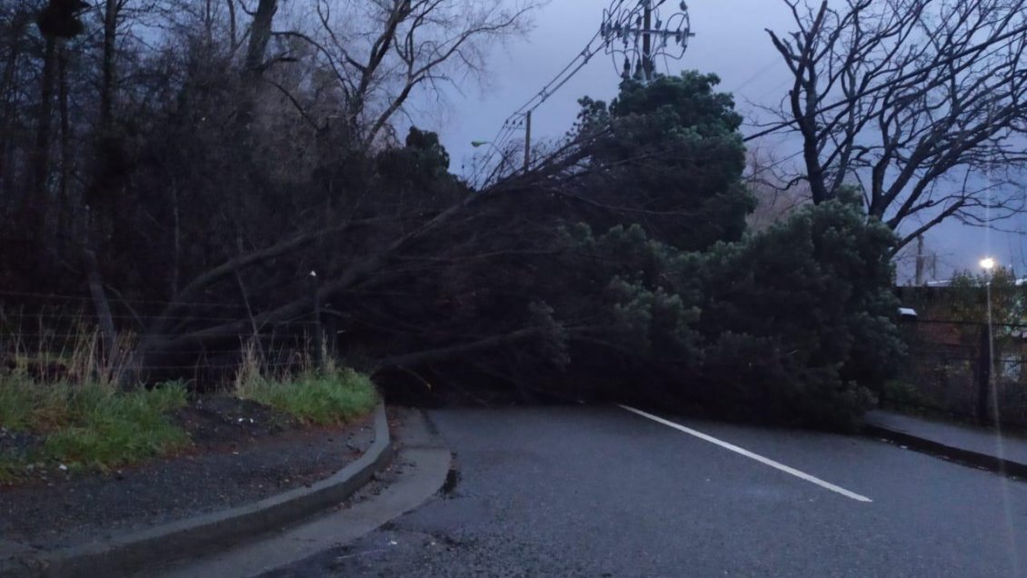 Sistema frontal dejó caídas de árboles, inundaciones y cortes de energía eléctrica en Los Lagos